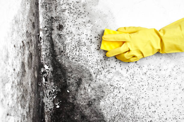 Mold Removal and Inspection in Hastings On Hudson, NY