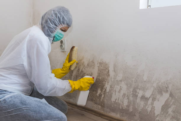 Best Attic Mold Removal  in Hastings On Hudson, NY