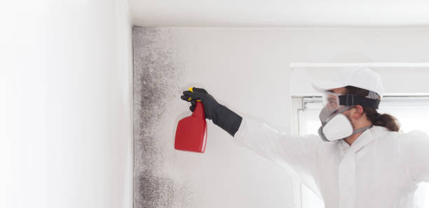 Best Crawl Space Mold Removal  in Hastings On Hudson, NY