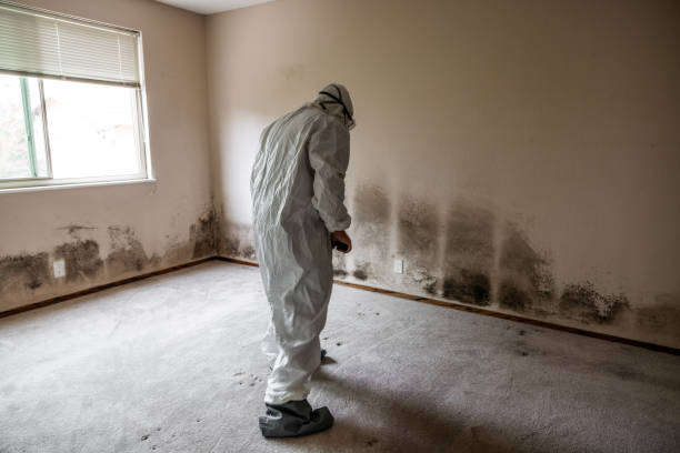 Best Office Mold Removal Services  in Hastings On Hudson, NY