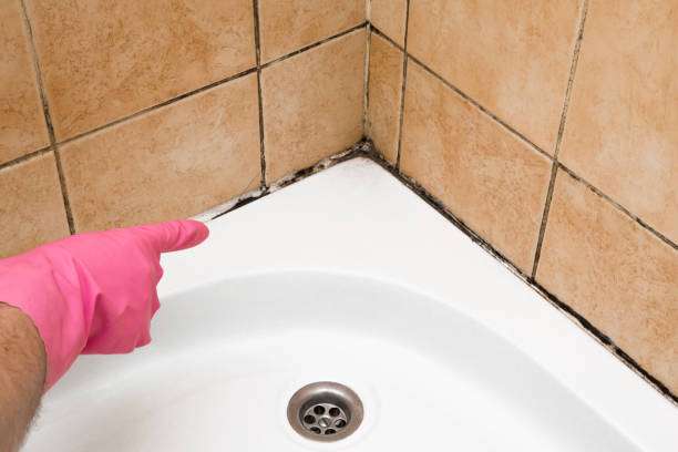Best Residential Mold Removal  in Hastings On Hudson, NY